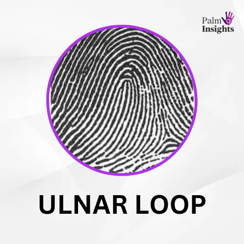Ulnar-Loop-Fingerprint-In-Palmistry