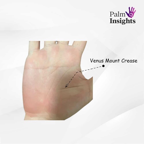Venus-Mount-Crease_2