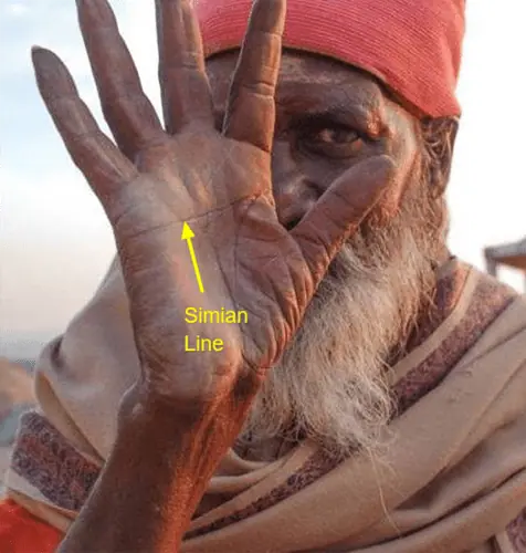 Simian_Line