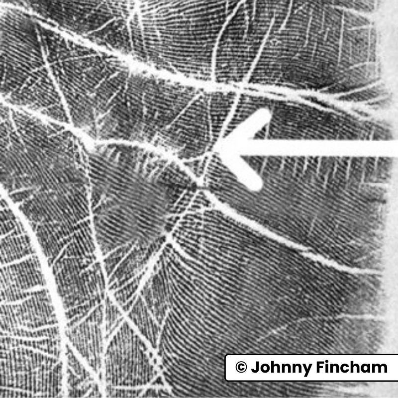 Black‑and‑white palm print with arrow pointing to a long, clear health line, representing a good health line in palmistry.